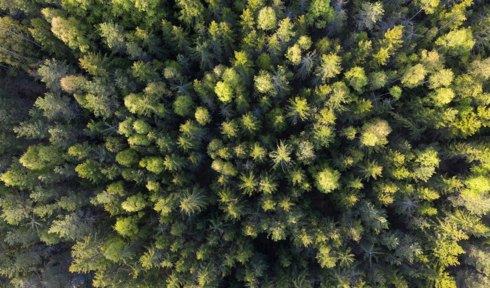 Flygbild tagen rakt ovanifrån på en granskog