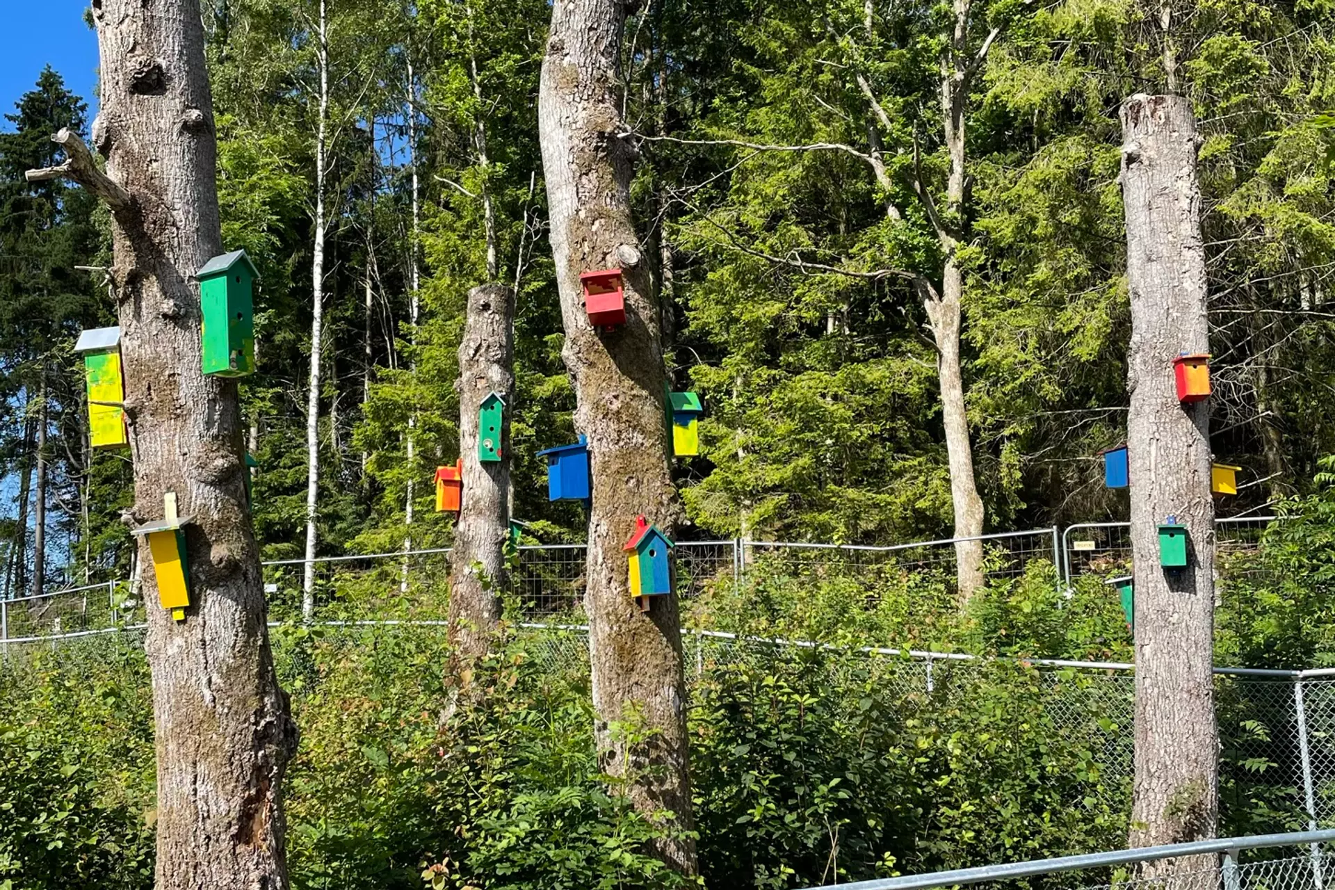 Färgglada fågelholkar på träd
