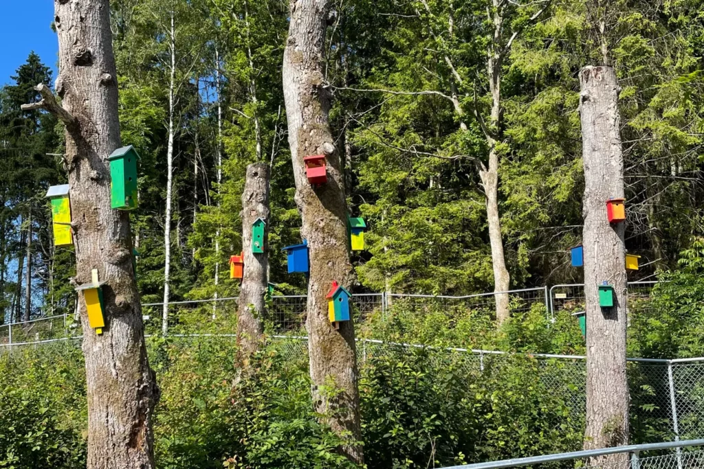 Fyra trädstammar syns på bilden. På varje stam sitter flera färgglada fågelholkar. De är målade i grönt, gult, blått och rätt och utgör ett roligt in inslag i det gröna, lummiga området.